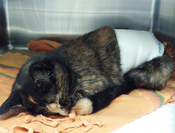 Chirurgie Clinique Ami Vet