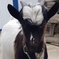 Vétérinaire petits ruminants de compagnie